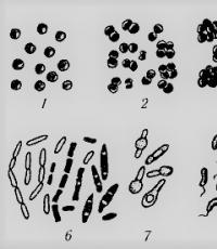 Презентация на тему царство бактерии История изучения бактерий