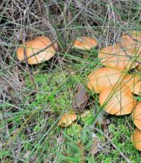 Как размножаются грибы - информация для начинающего грибовода